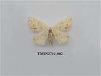 藏品(尺蛾262)的圖片